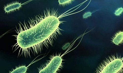 Пробиотики (полезные микроорганизмы)