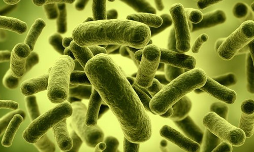 Пробиотики: бактерии красоты