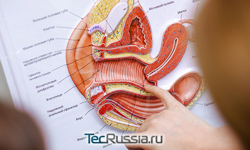 расположение точки Грэфенберга